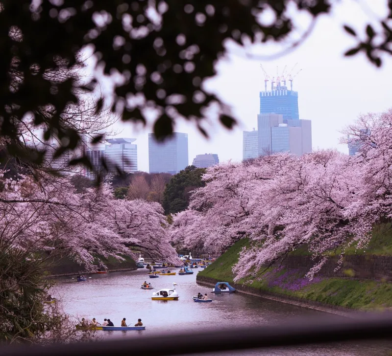 Japan's April Hiring Clock Is Already Ticking: Why US Tech Firms Keep Arriving Too Late to the Talent Race